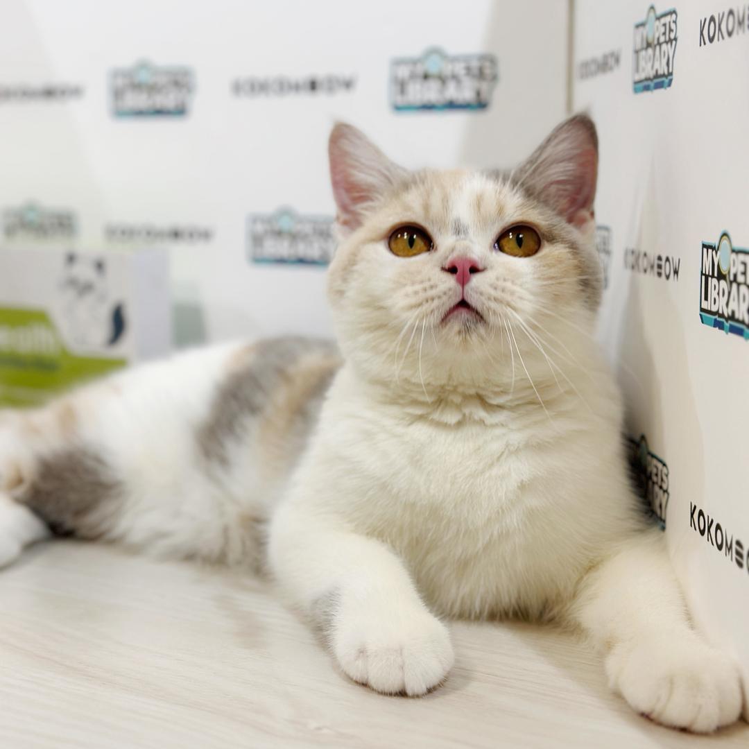 British Shorthair Kitten