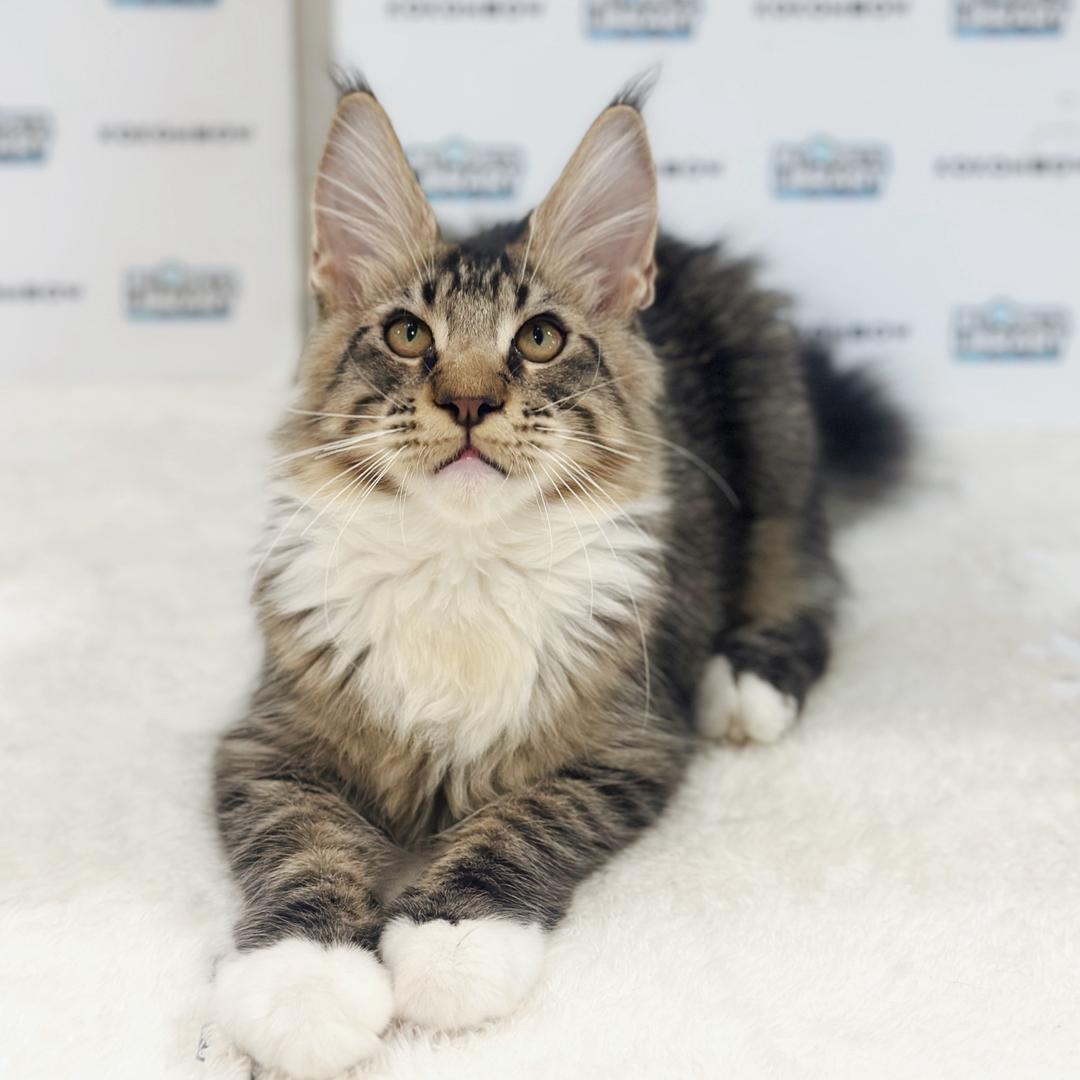 Maine Coon Kitten