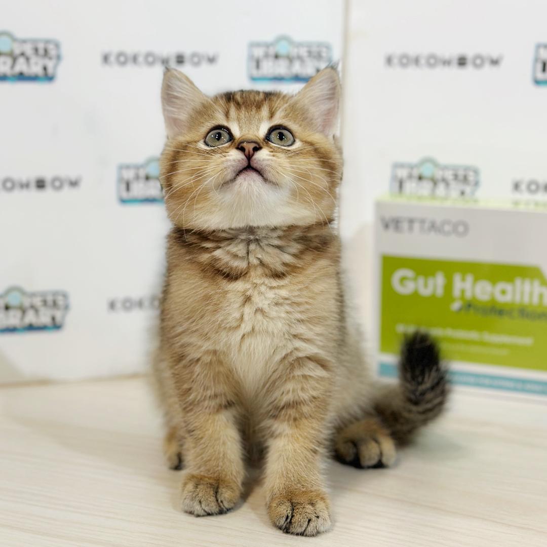 British Shorthair Kitten