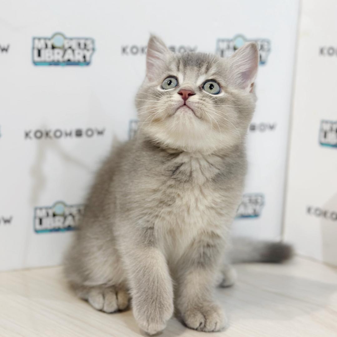 British Shorthair Kitten
