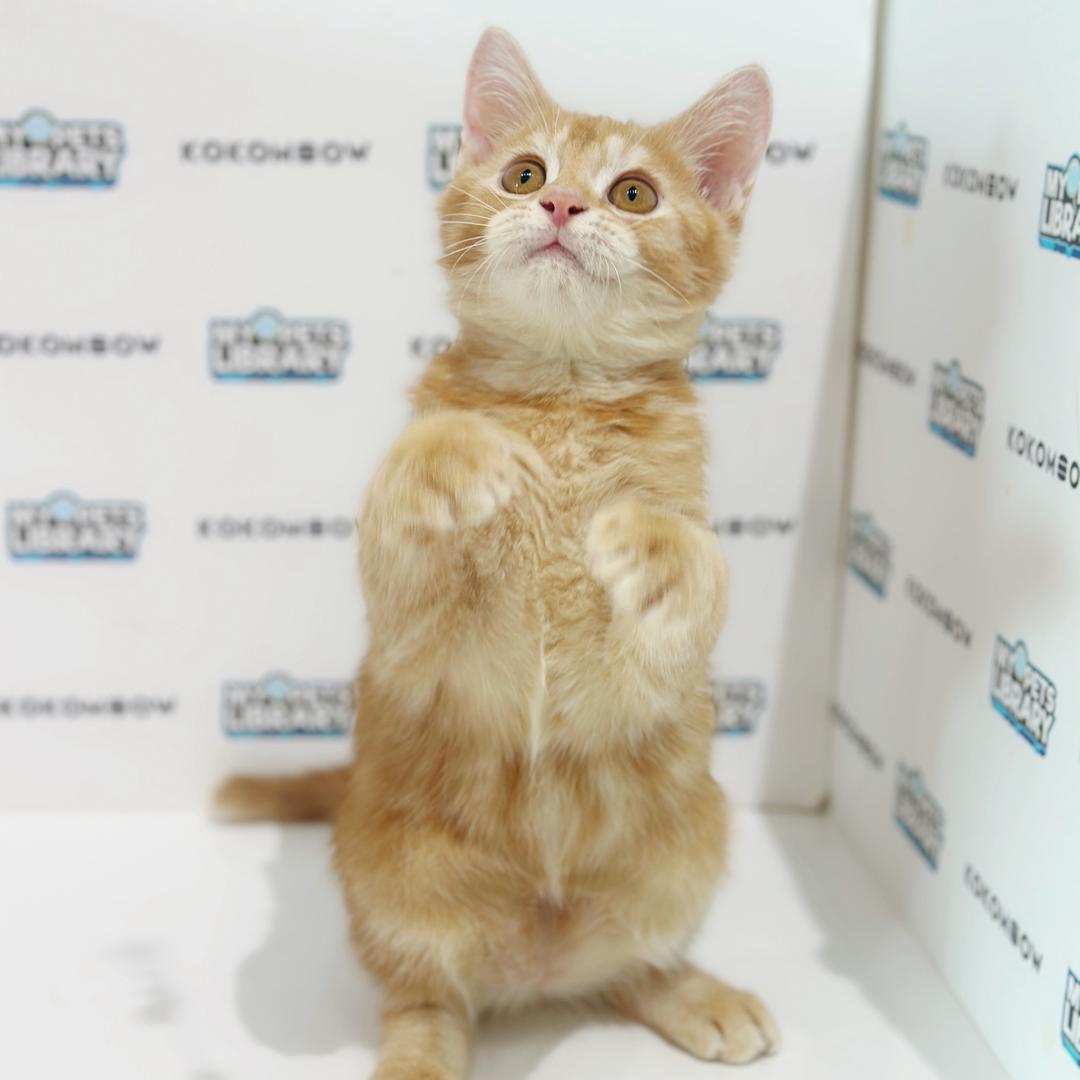 Scottishstraight Kitten