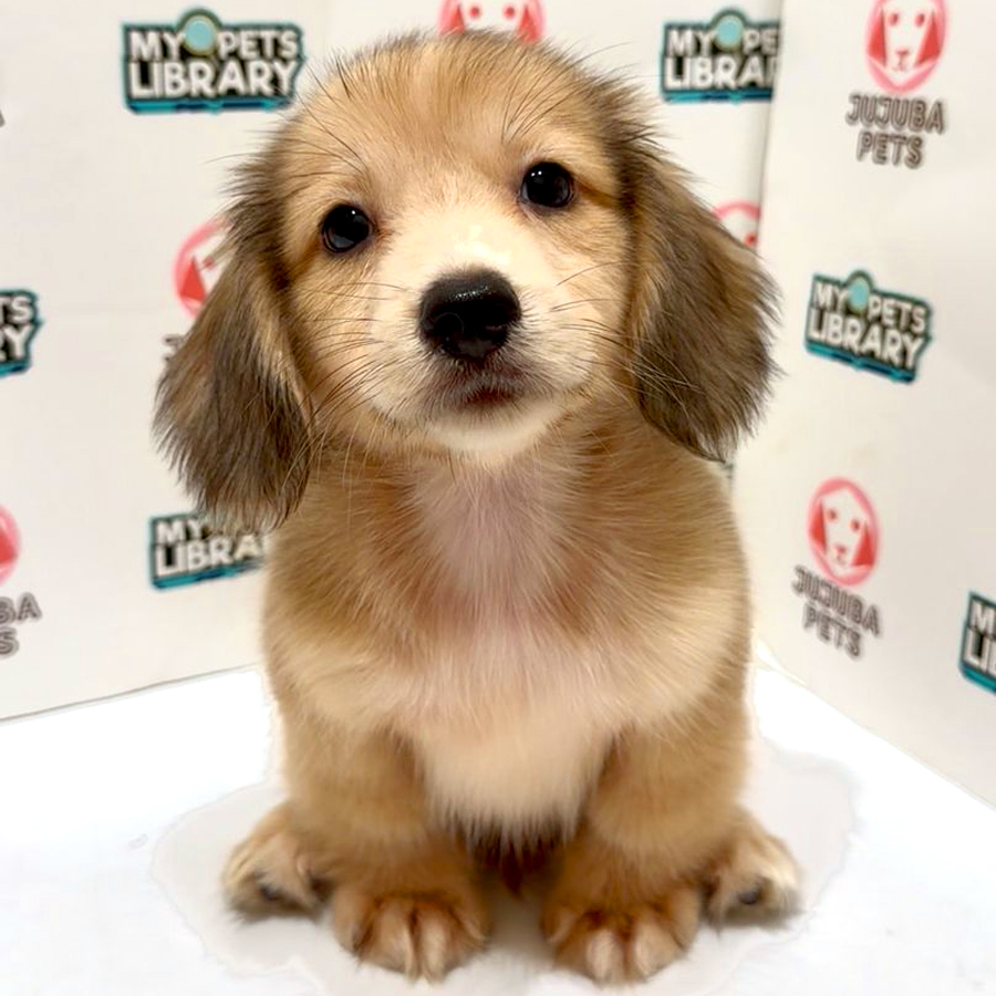 Long Hair Dachshund Puppy