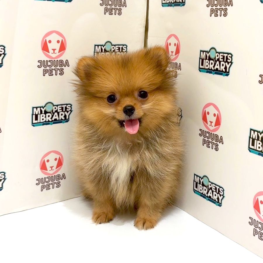Pomeranian Puppy