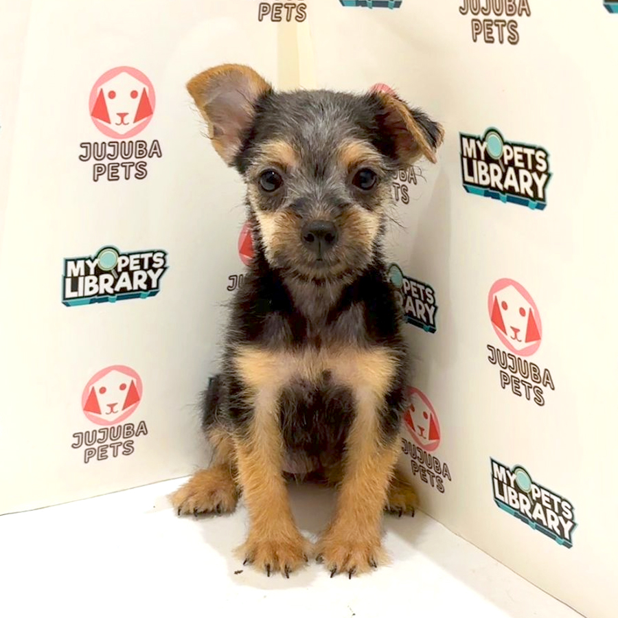 Silkese Puppy