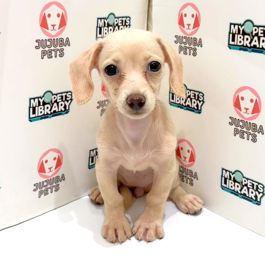Dachshund Puppy