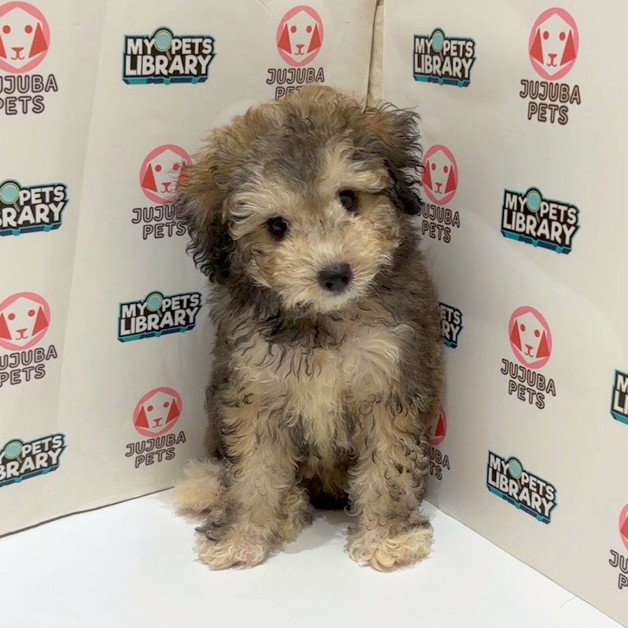 Poochon Puppy