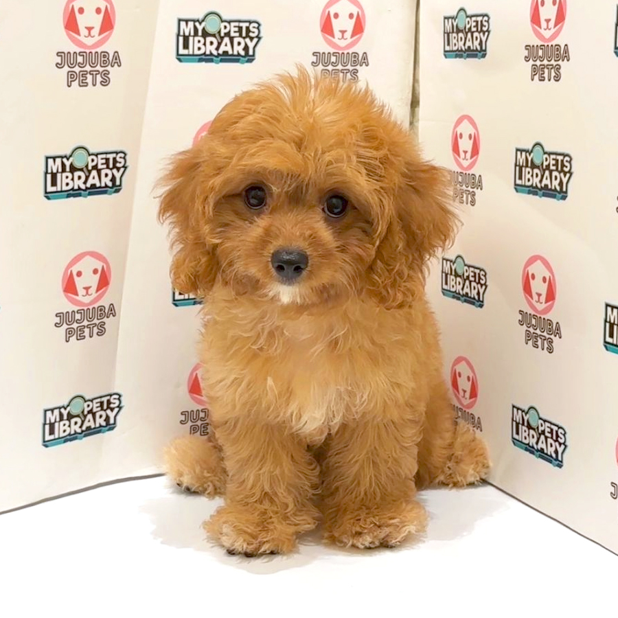 Cavapoo Puppy