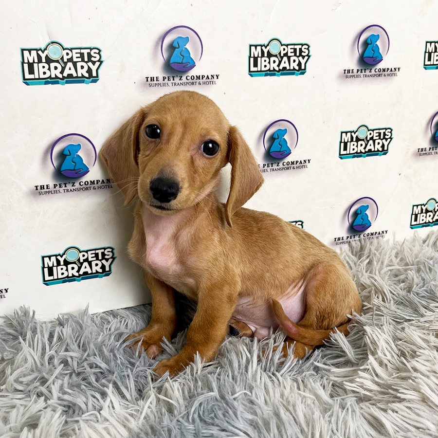 Daschund Puppy