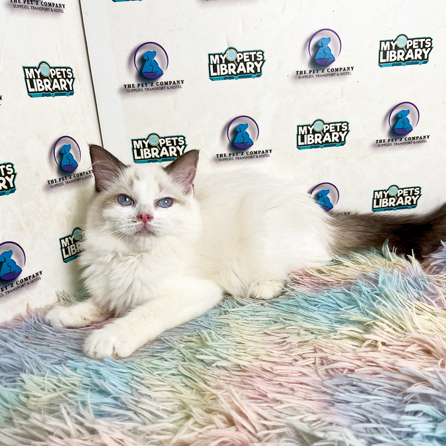 Ragdoll Kitten