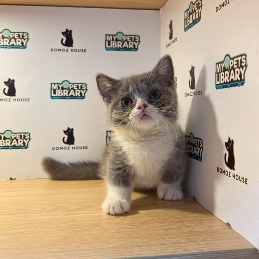 Munchkin Kitten