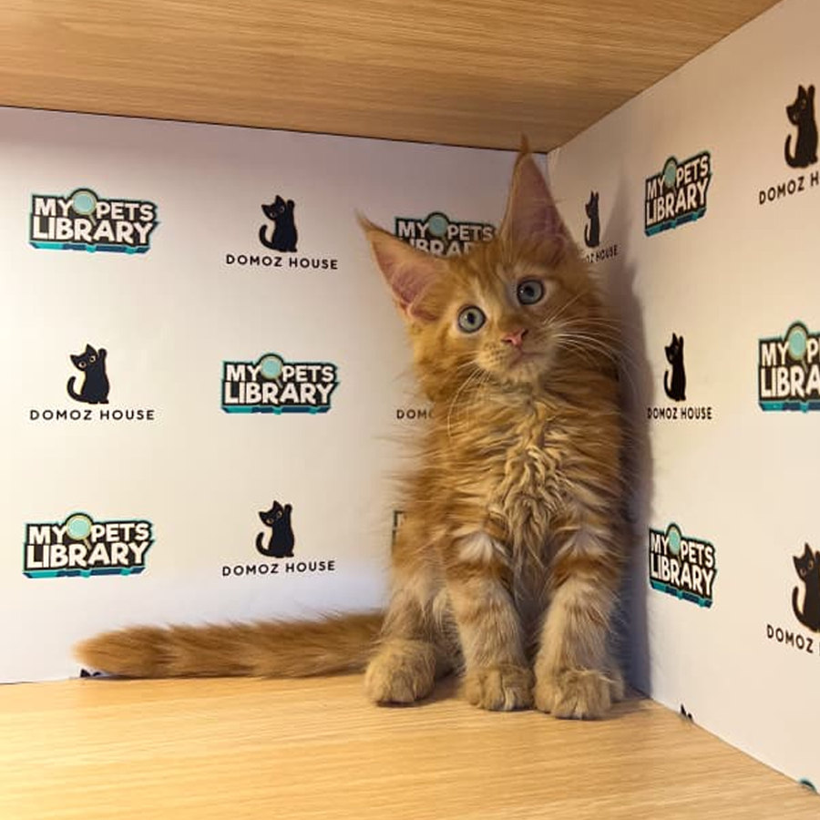 Maine Coon Kitten