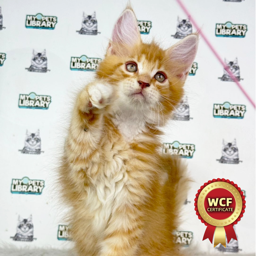 Maine Coon Kitten