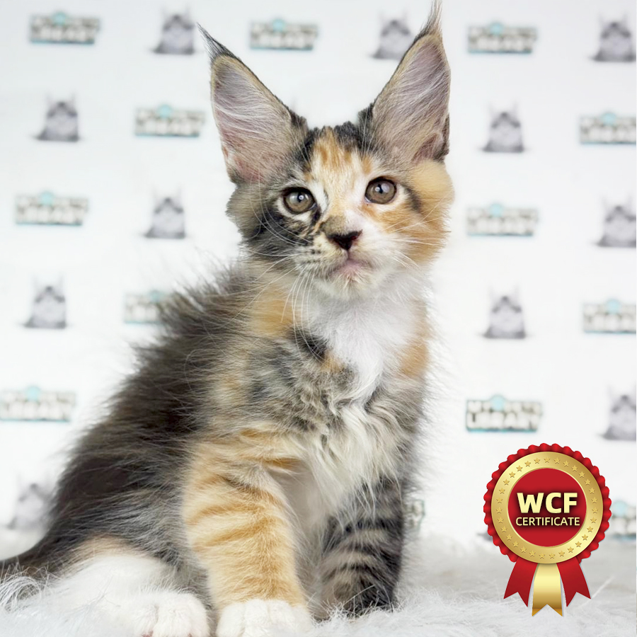 Maine Coon Kitten