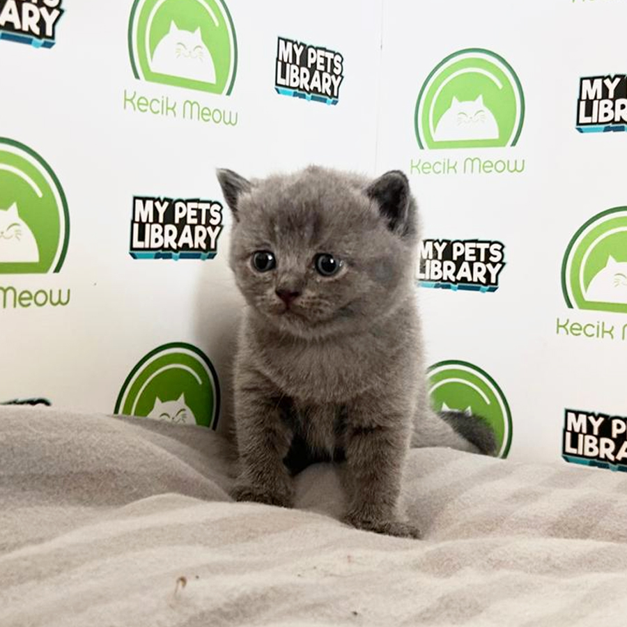 British Shorthair Kitten