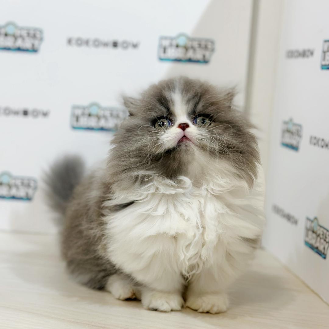Super Short Minuet Napoleon Kitten