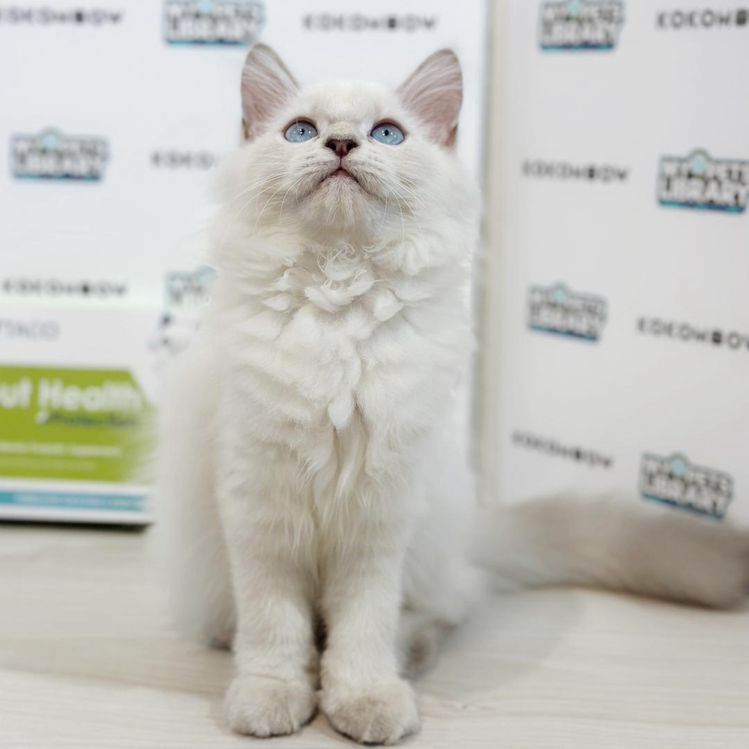 Himalayan Persian Kitten