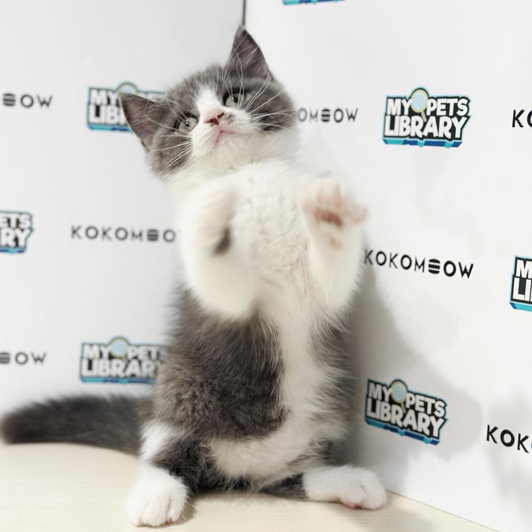 British Shorthair Kitten