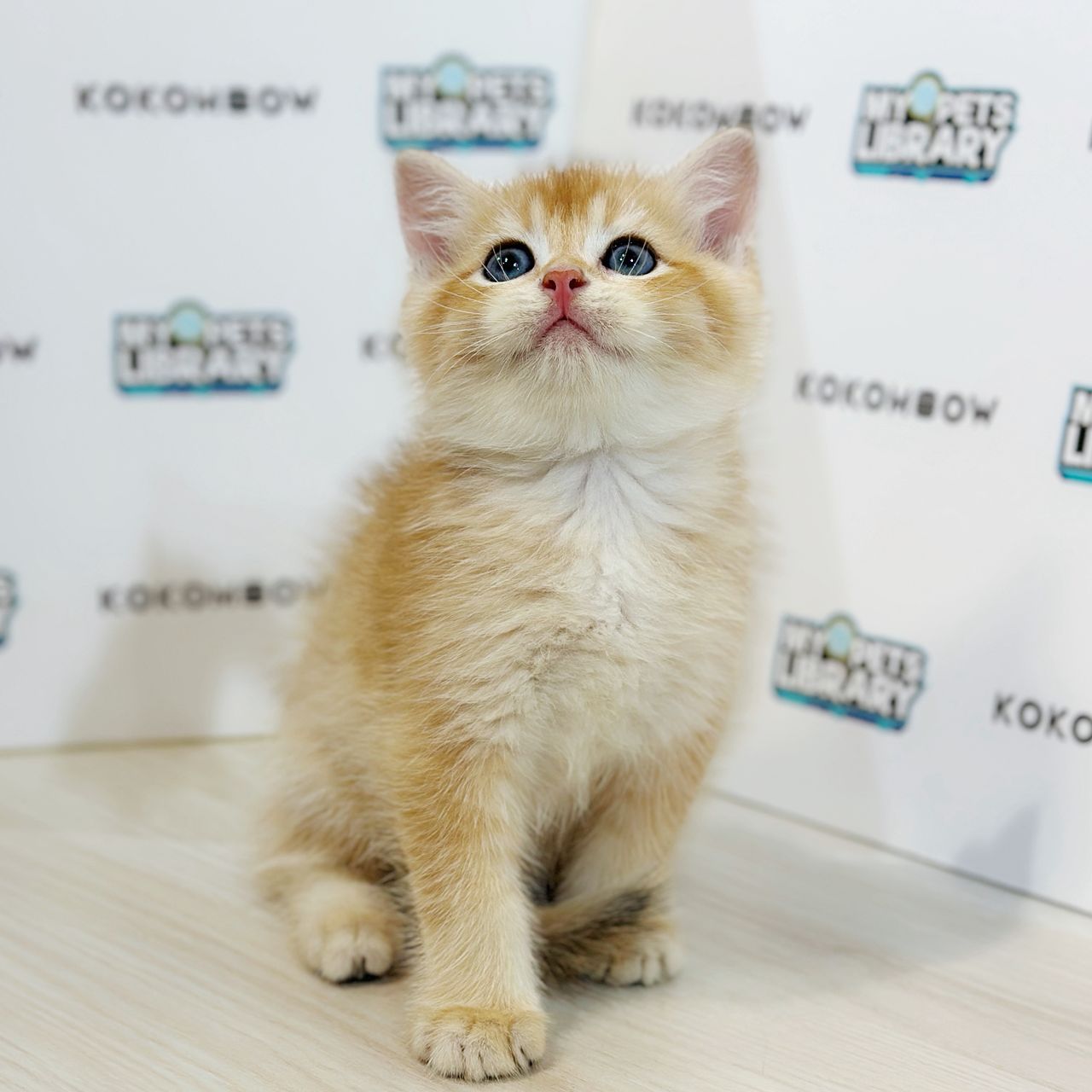 British Shorthair Kitten