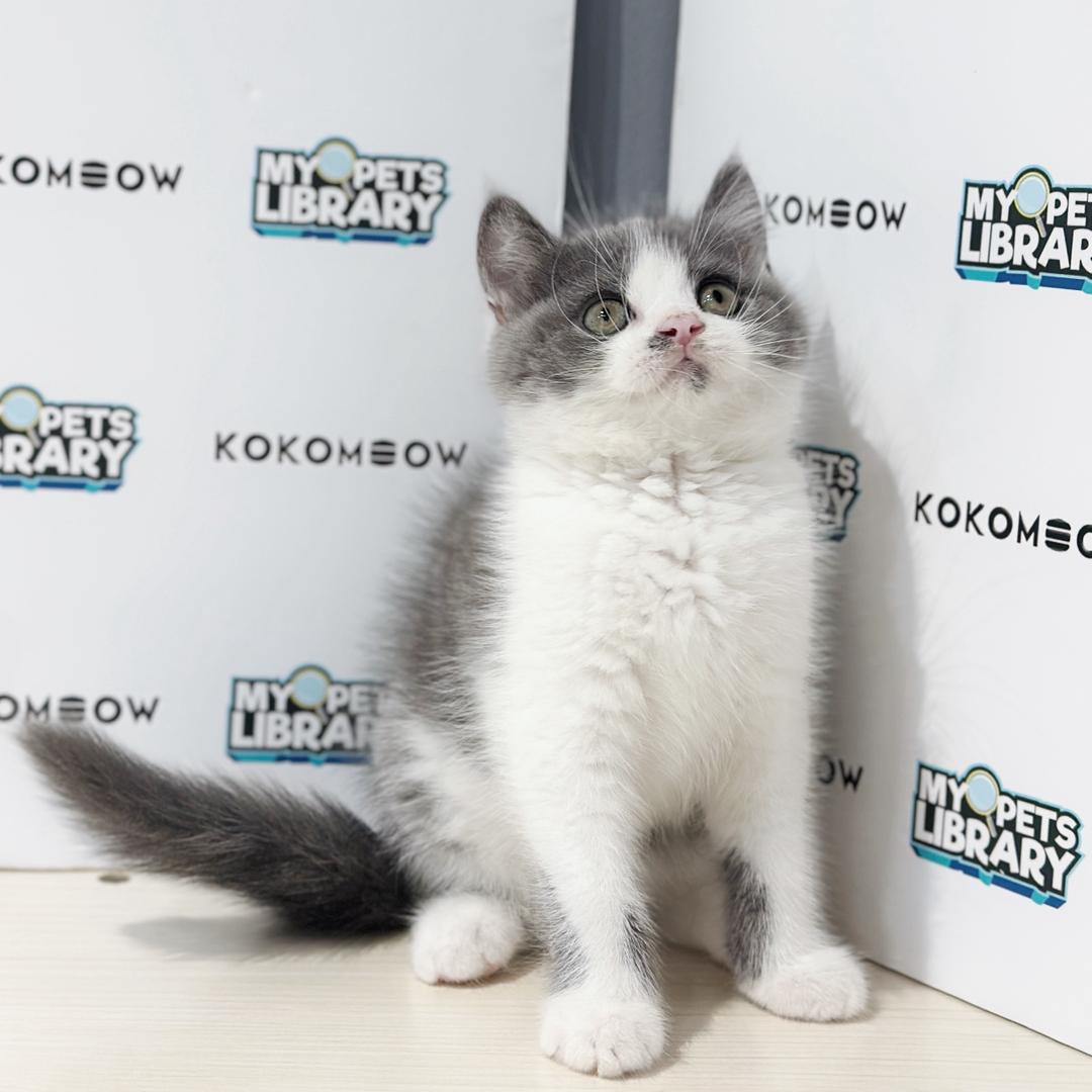 British Shorthair Kitten
