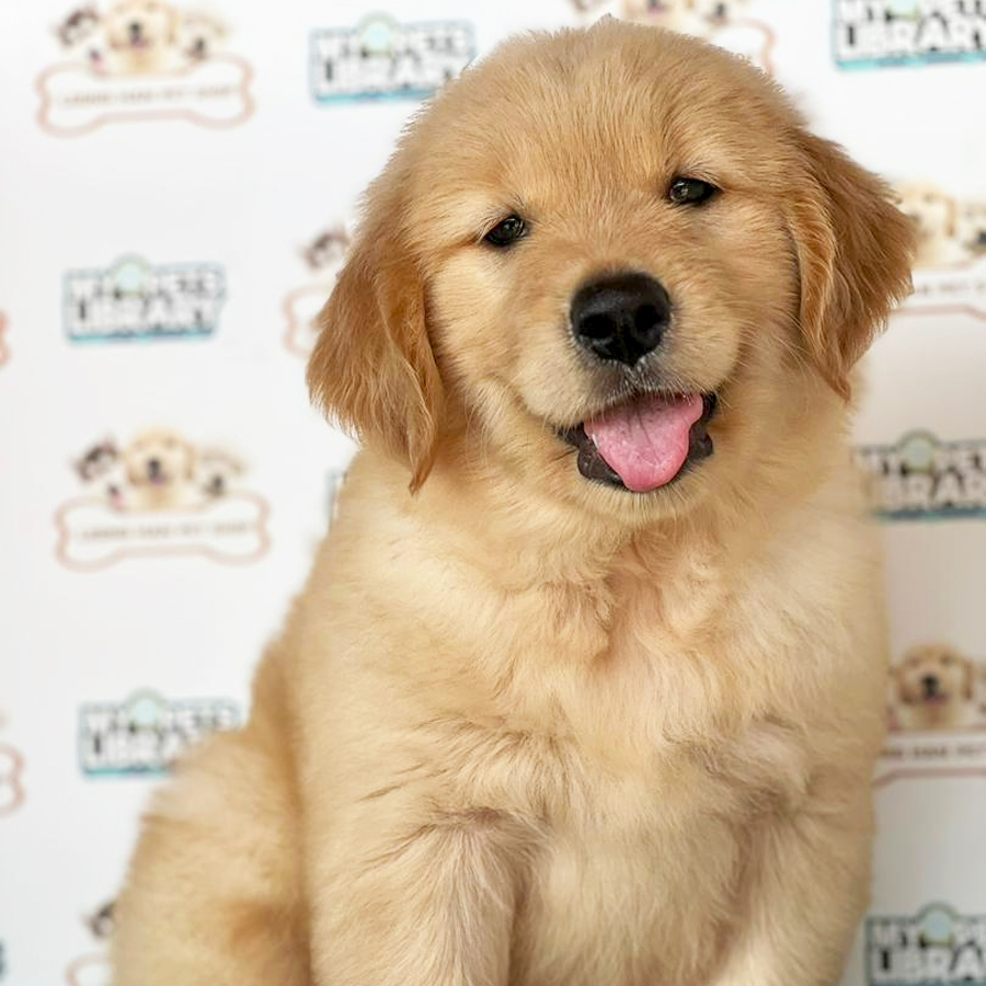 Golden Retriever Puppy