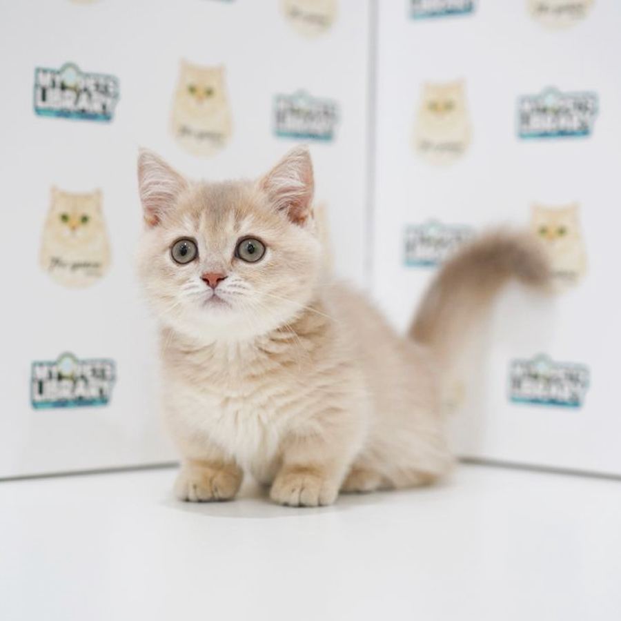 Munchkin Kitten