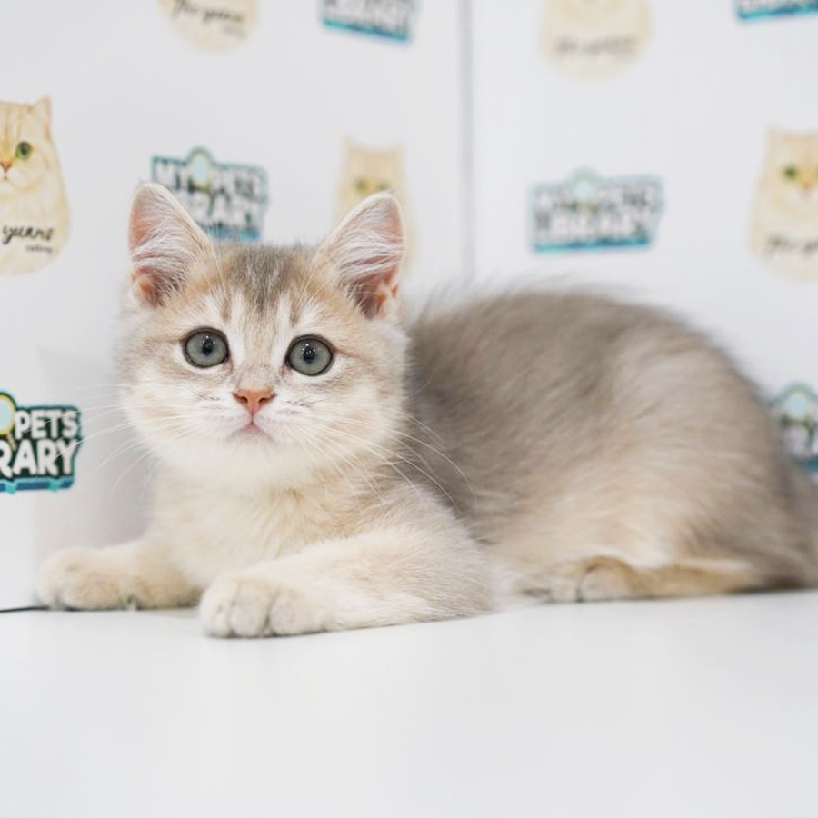 British Shorthair Kitten
