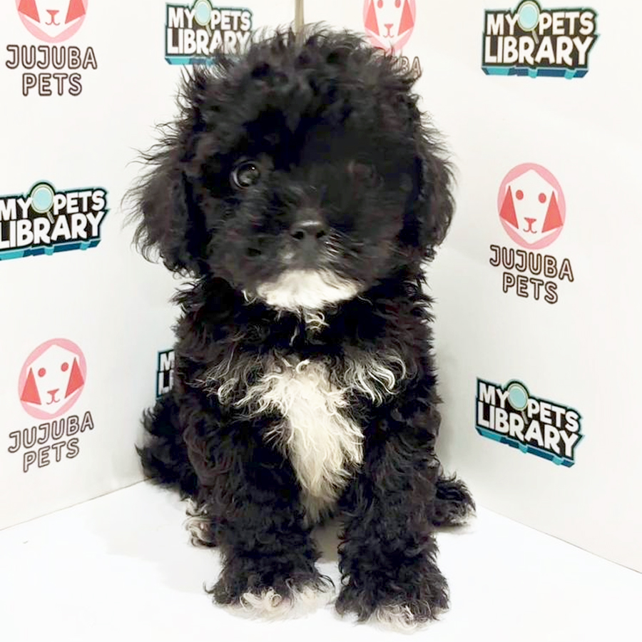 Poochon Puppy