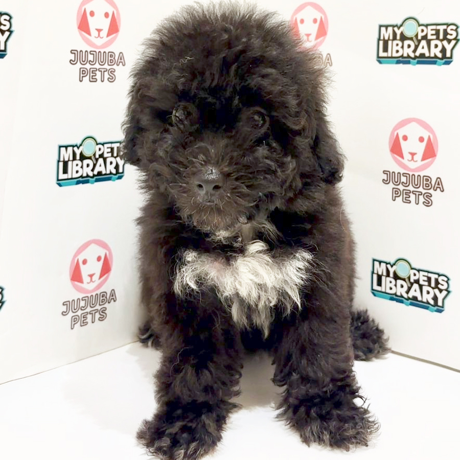 Maltipoo Puppy