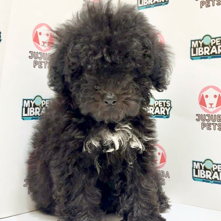 Maltipoo Puppy