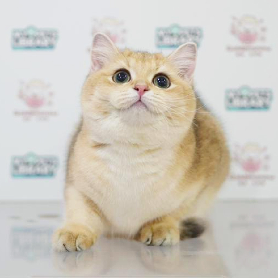 British Shorthair Kitten