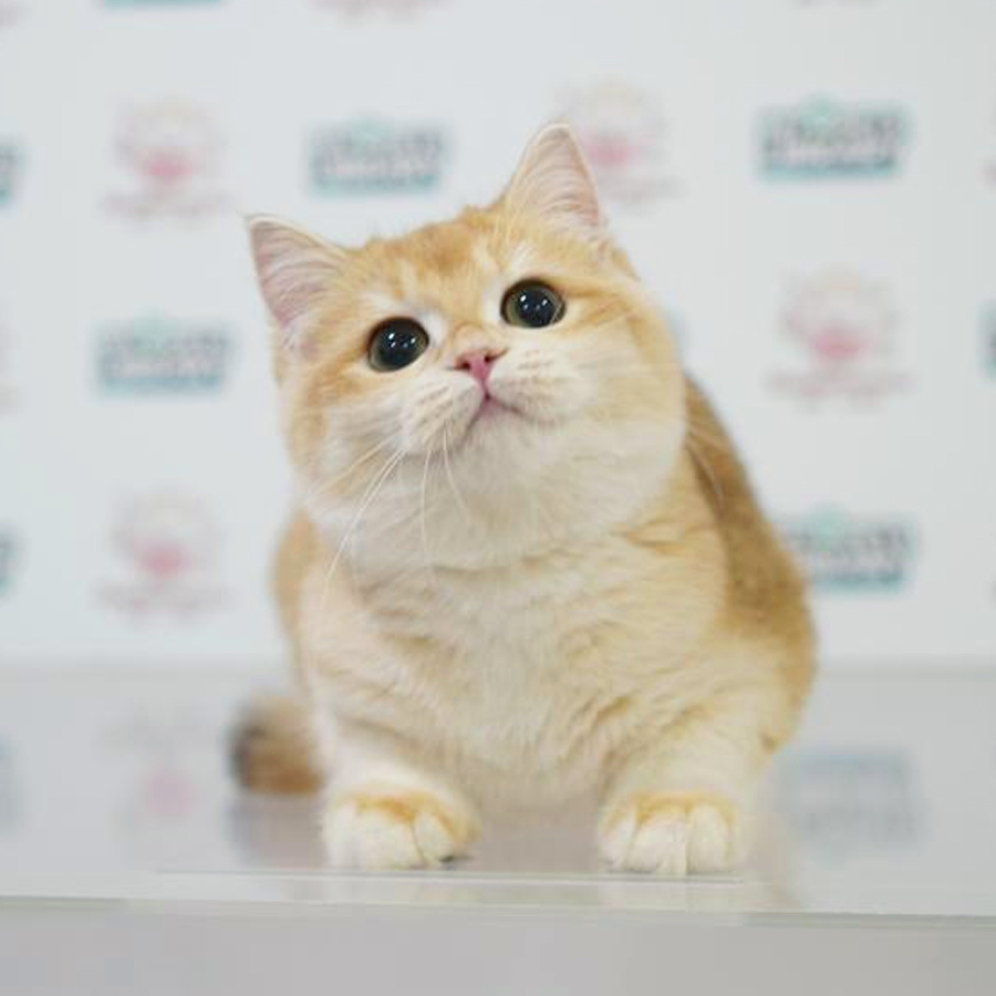 British Shorthair Kitten