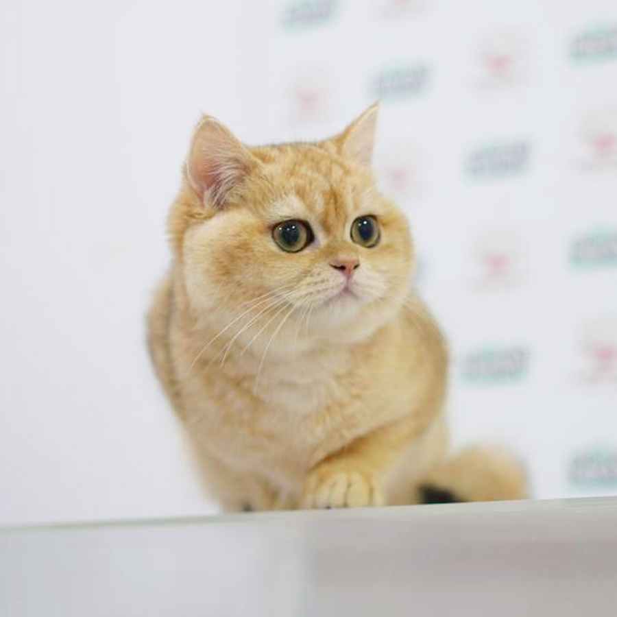 British Shorthair Kitten