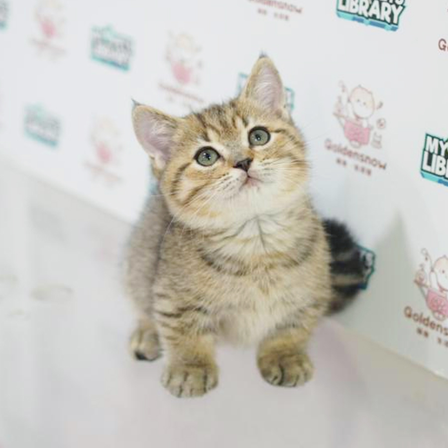 Munchkin Kitten