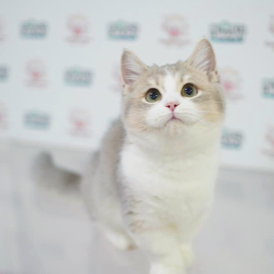 Munchkin Kitten