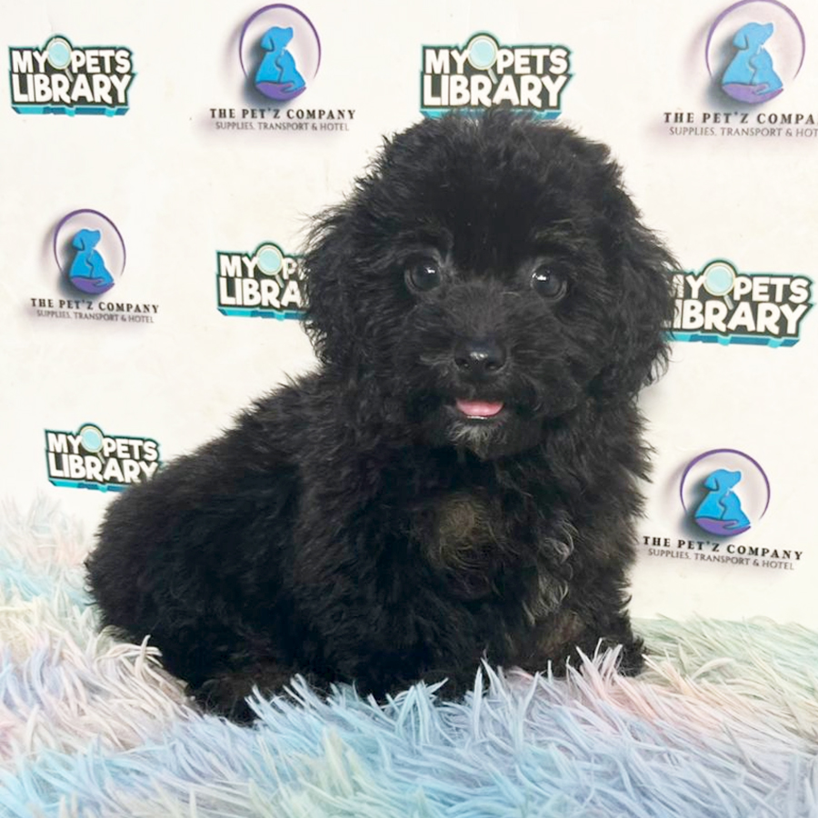 Toy Poodle Puppy