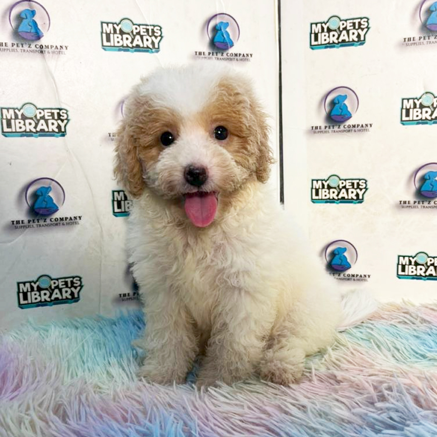 Maltipoo Puppy