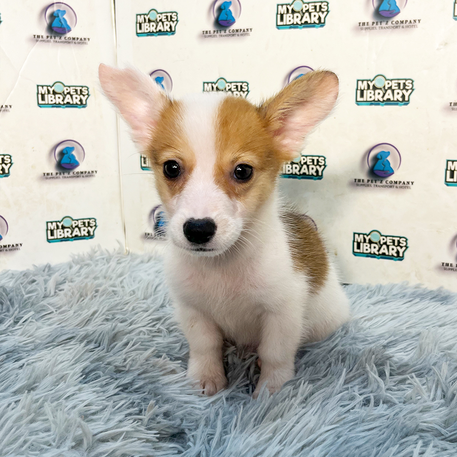 Welsh Corgi Puppy