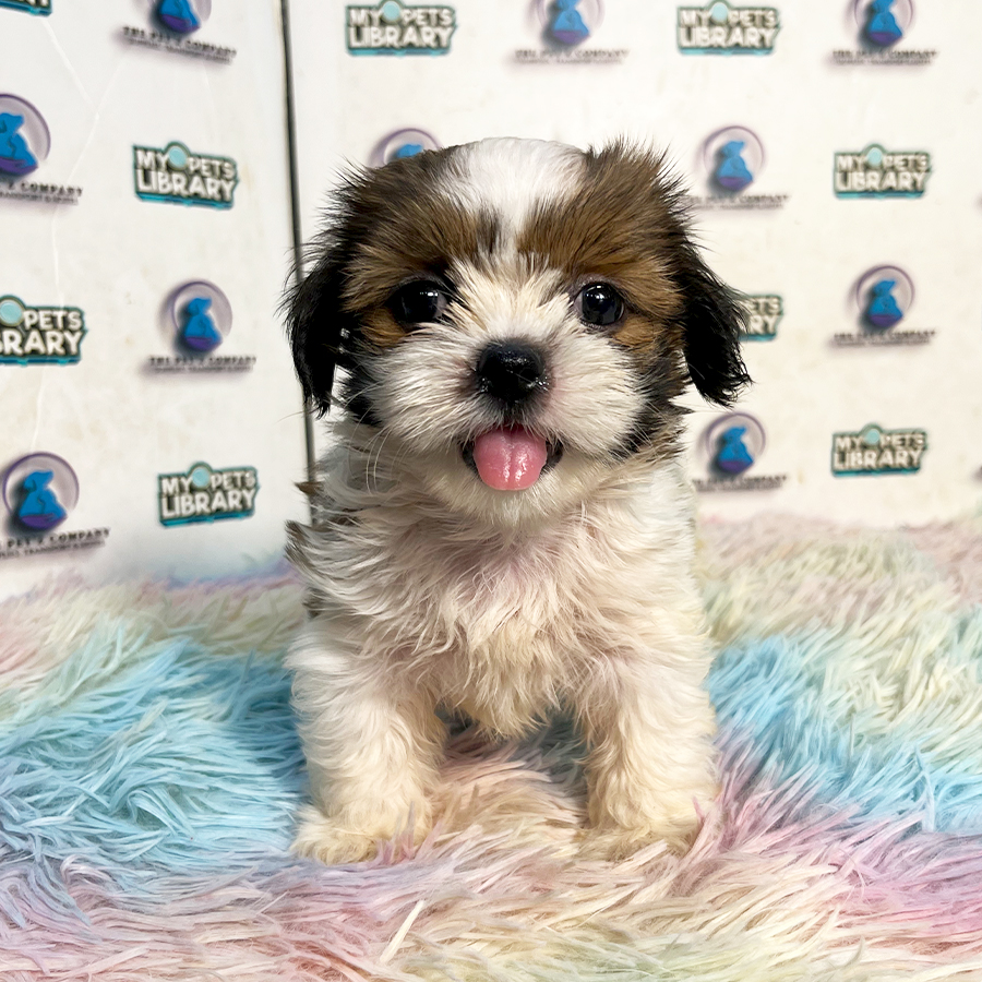 Shih Tzu Puppy