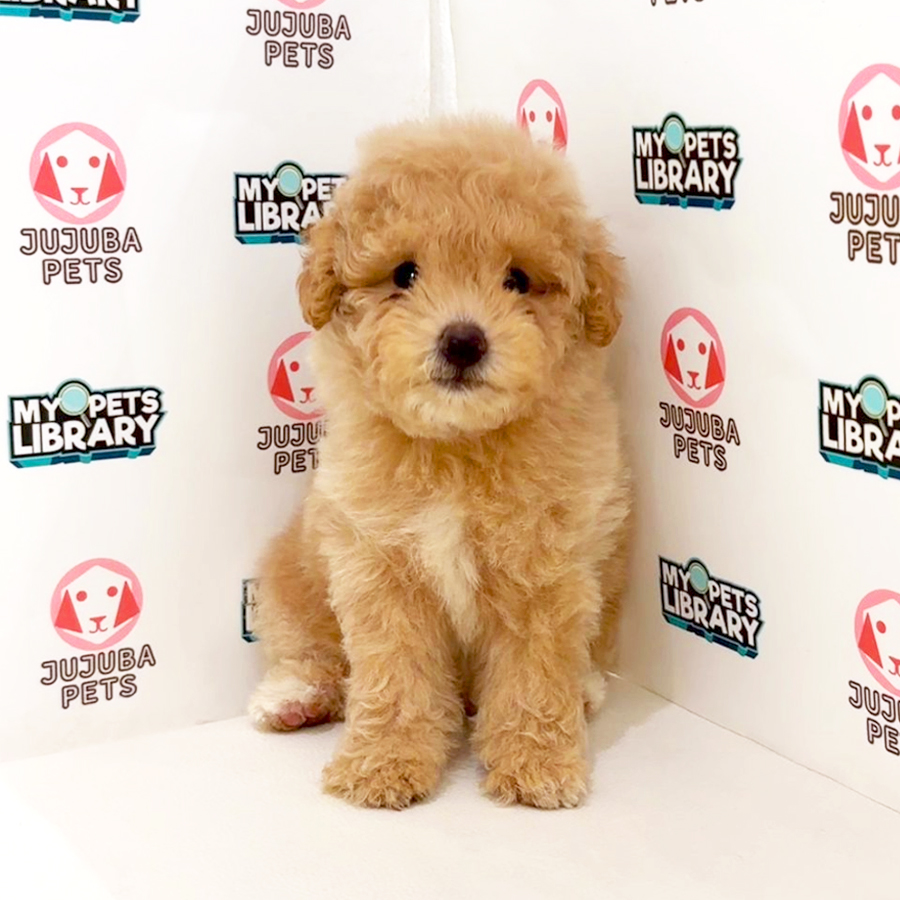 Toy Poodle Puppy