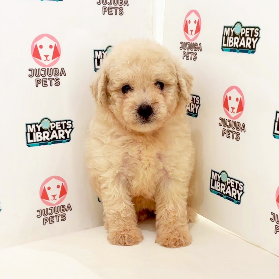 Toy Poodle Puppy