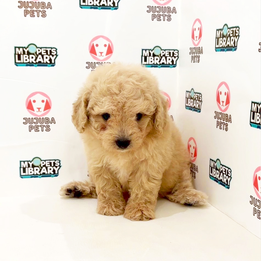 Toy Poodle Puppy