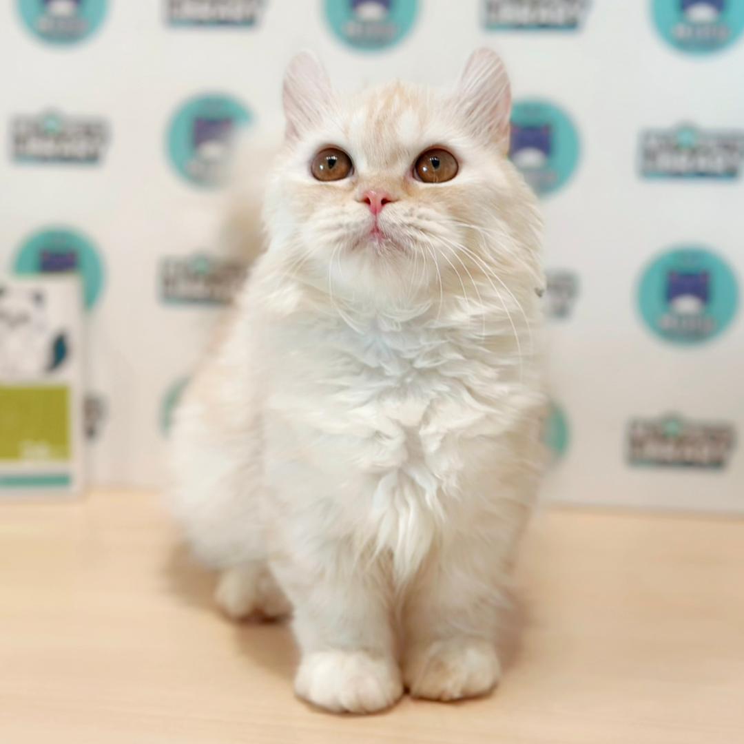 Super Short Munchkin Kinkalow Kitten