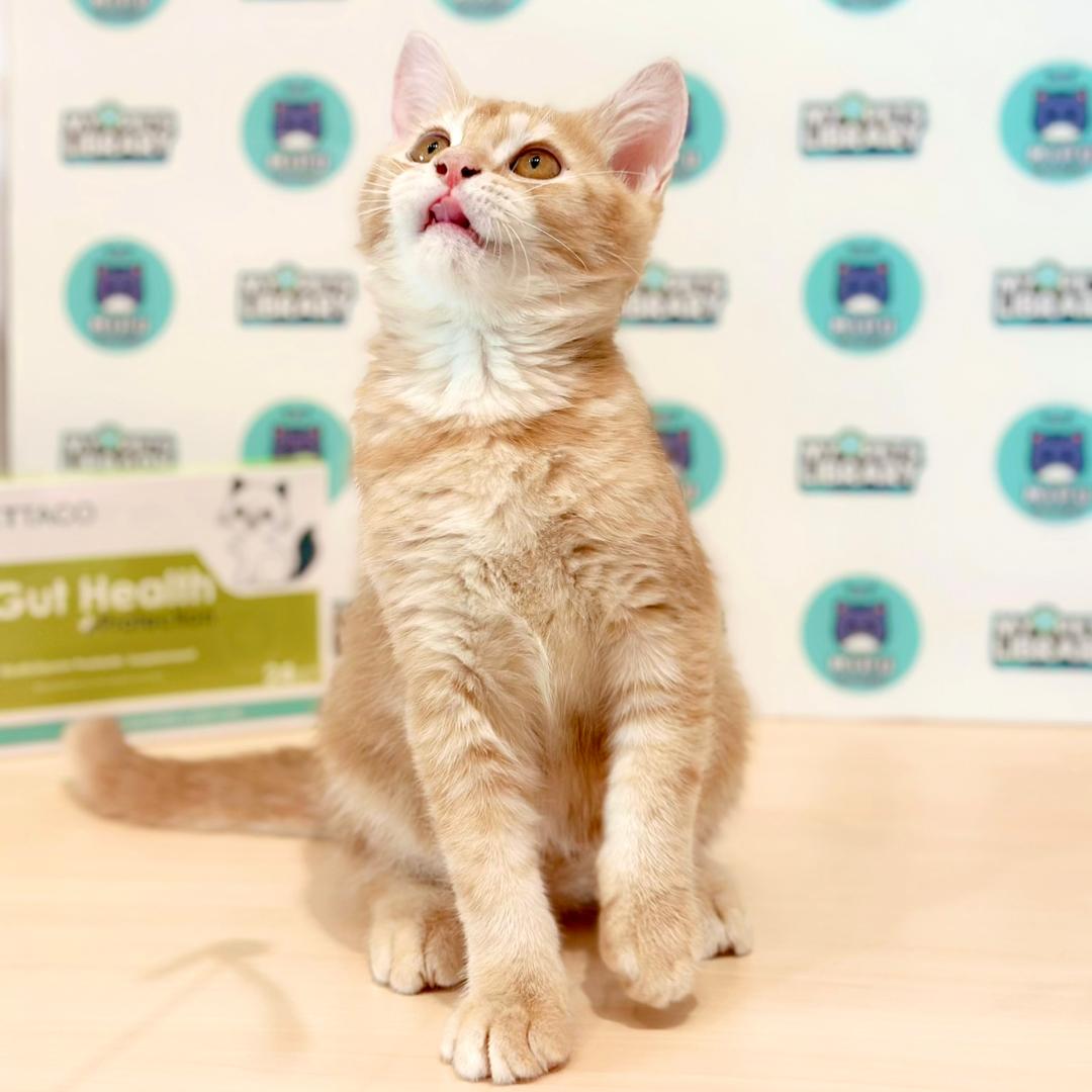 Scottishstraight Kitten