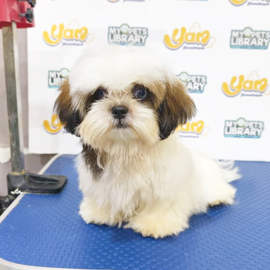 Shih Tzu Puppy