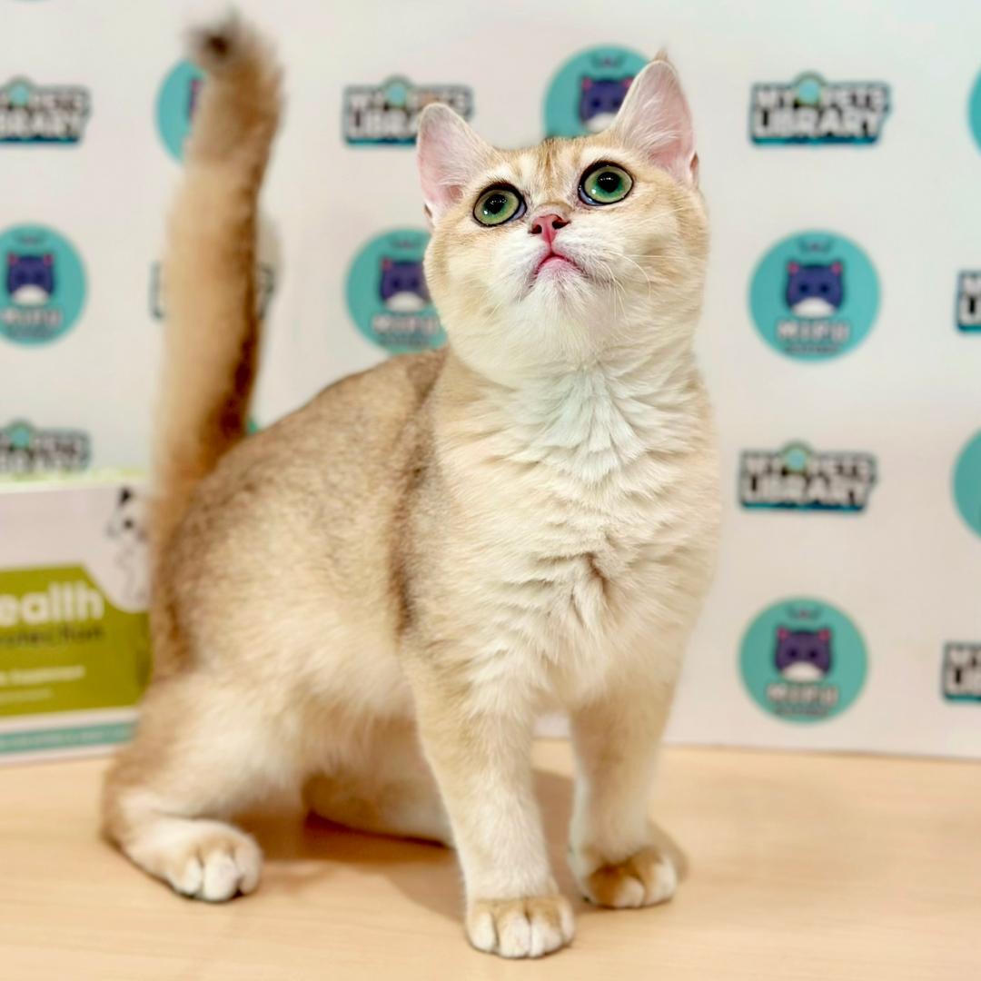 British Shorthair Kitten