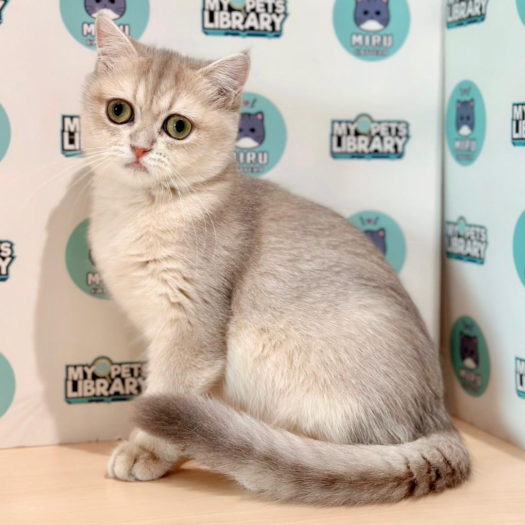 British Shorthair Kitten