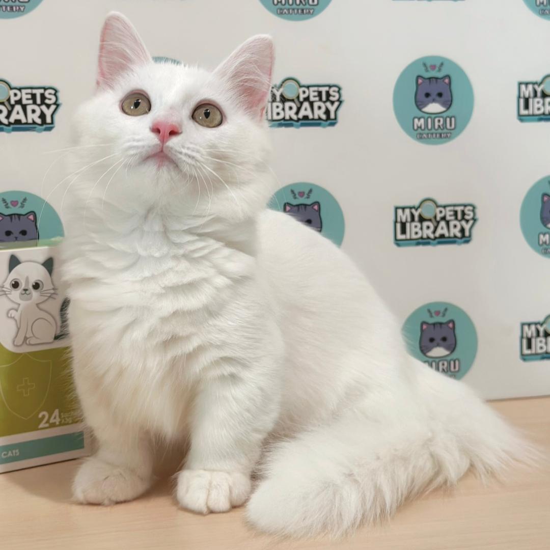 Super Short Munchkin Longhair Kitten