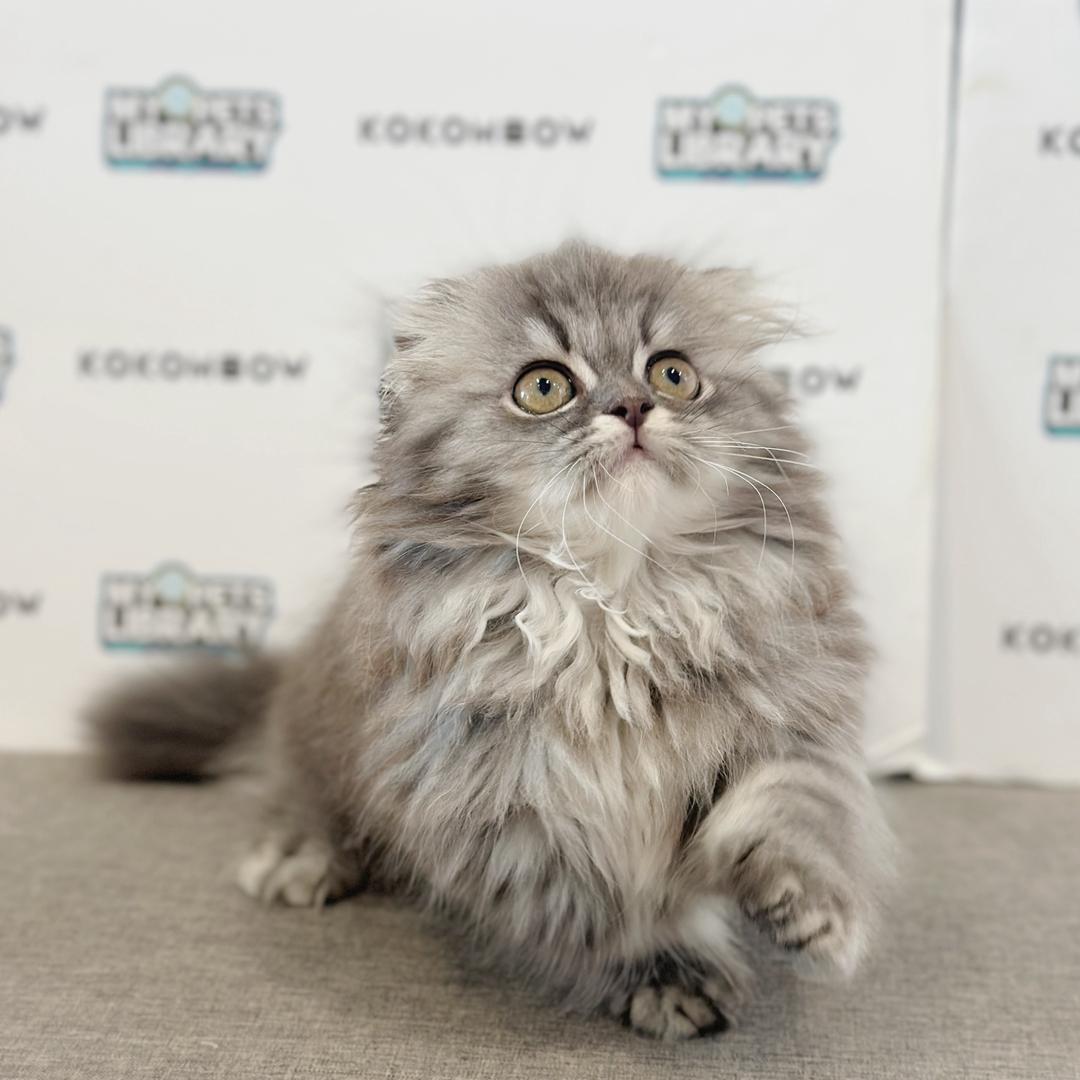 Super Short Minuet Napoleon Kitten