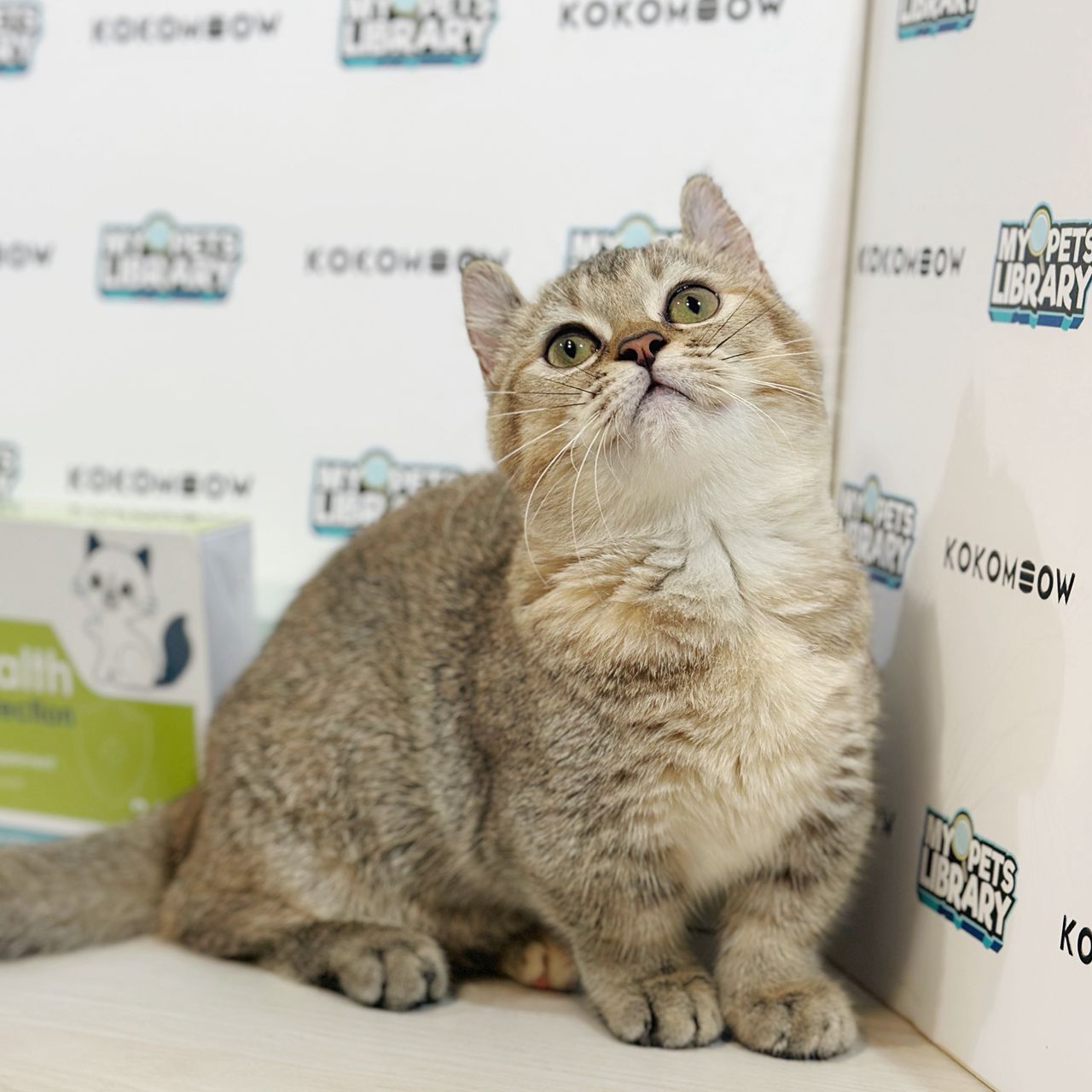 Super Short Munchkin Kinkalow Kitten