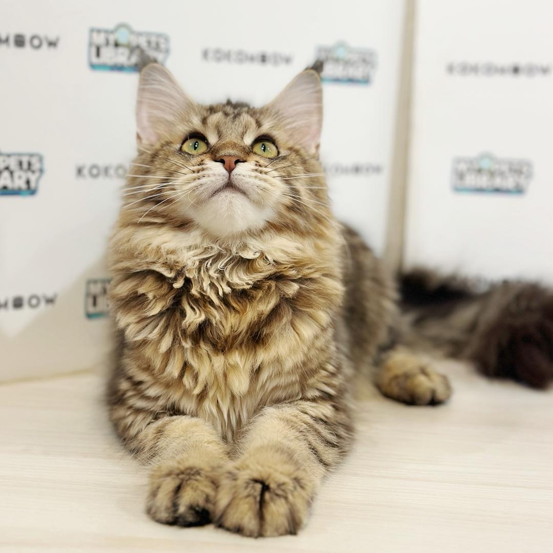 Maine Coon Kitten